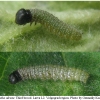 carch alceae larva2 volg1